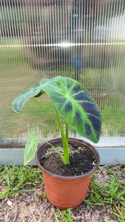 Colocasia Illustris - Dark Elephant Ear Plant - Starter Plant - Bareroot