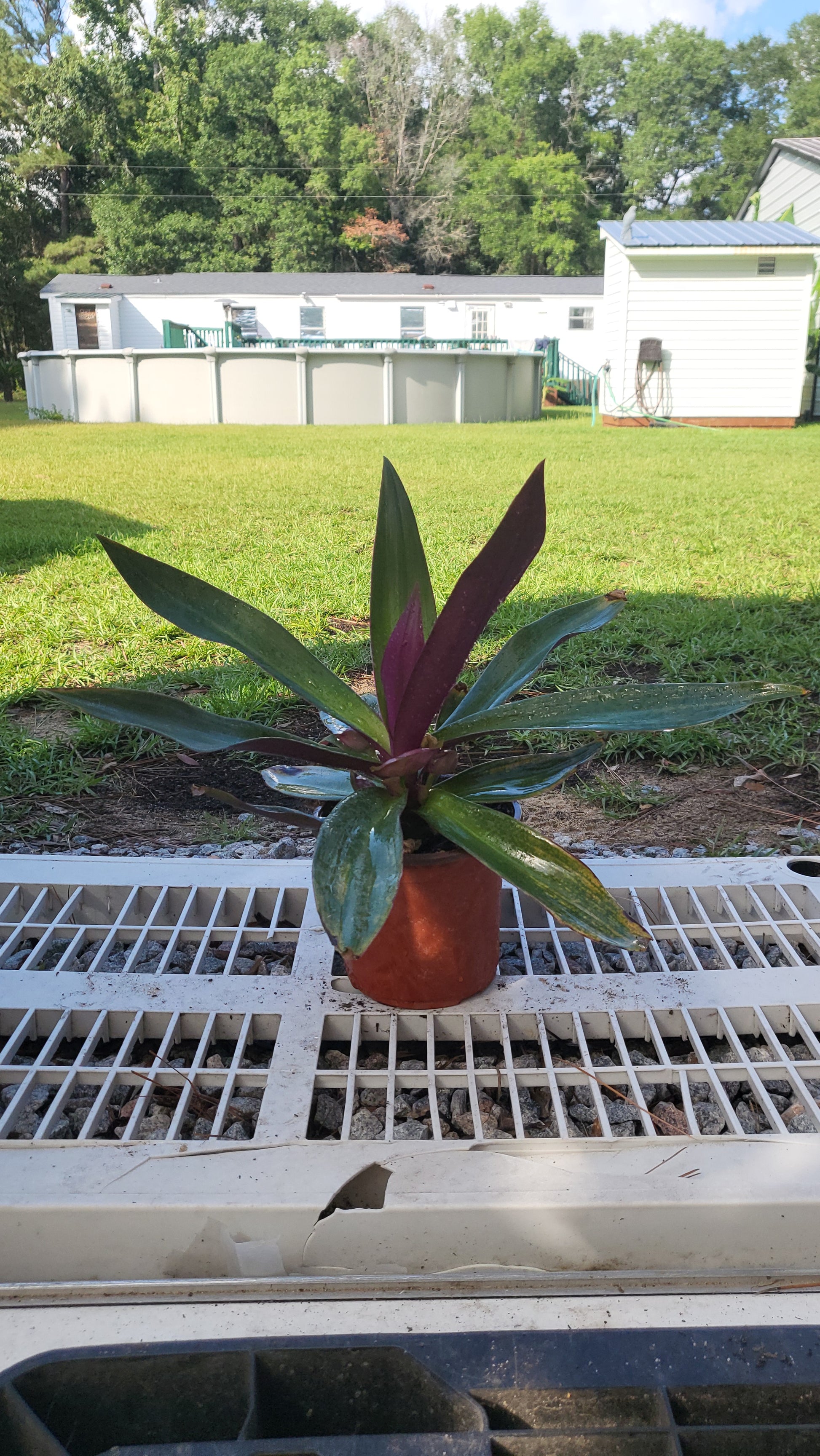 Oyster Plant (Tradescantia spathacea) in 6-inch pot, showing green and purple foliage, bare-root plant with boat lily appearance.