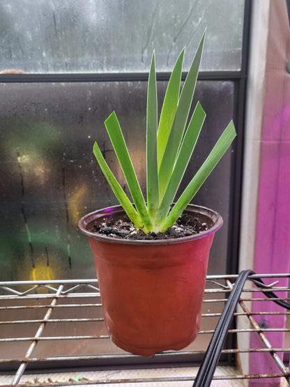 Deep Purple Bearded Iris - Iris pumila - Bareroot Starter Plant