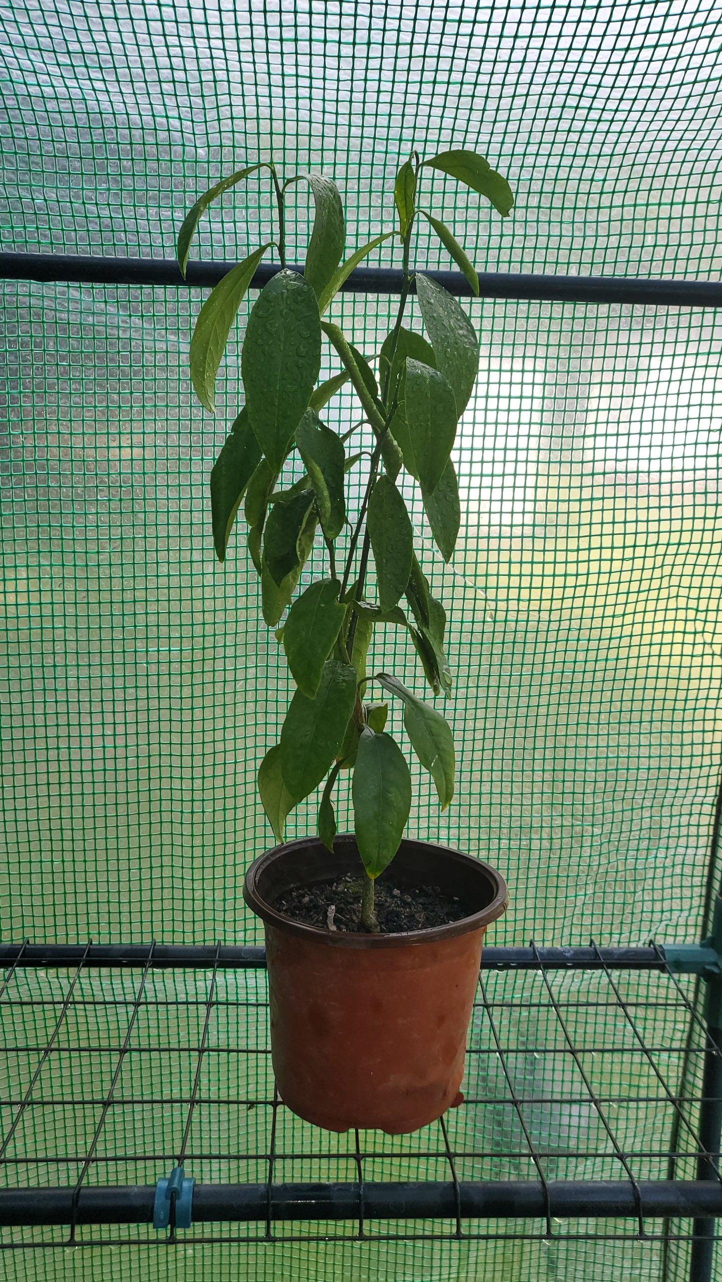 Healthy Home-Grown Lemon Tree Sapling – ~16 Inch Tall - Starter - Bareroot