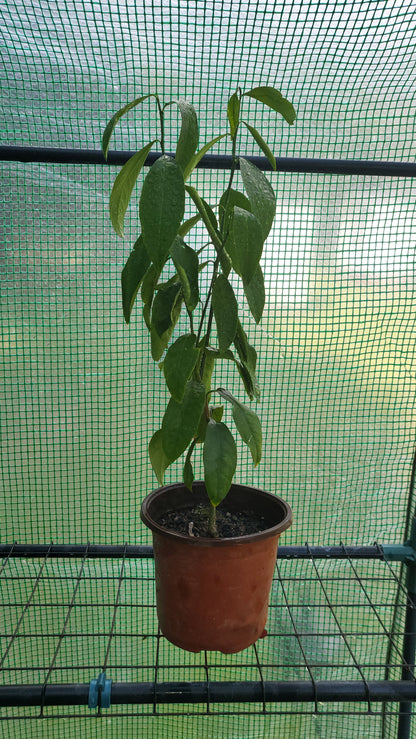 Healthy Home-Grown Lemon Tree Sapling – ~16 Inch Tall - Starter - Bareroot