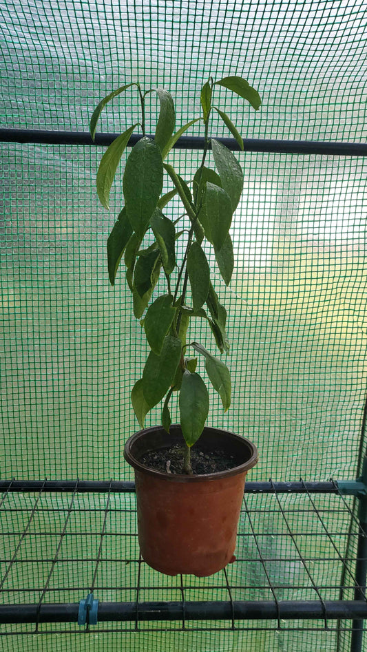 Healthy Home-Grown Lemon Tree Sapling – ~16 Inch Tall - Starter - Bareroot