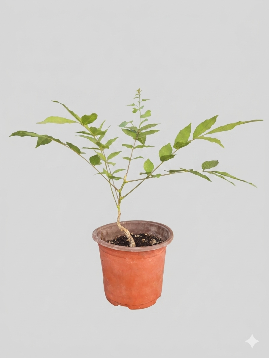 Wisteria frutescens, American Wisteria, Purple Flowering, Starter plant, Bareroot