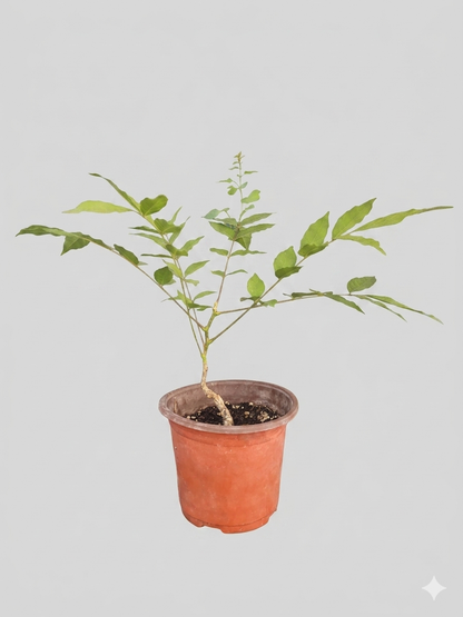 Wisteria frutescens, American Wisteria, Purple Flowering, Starter plant, Bareroot