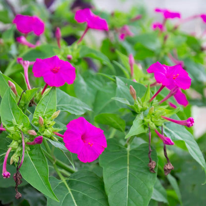 Pink-flowered 4 O'Clock starter live plant, Mirabilis jalapa, Marvel of Peru bare root, natural garden flower from Secondhand Readers.