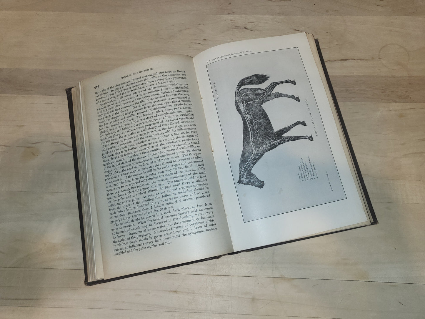 Special Report on Diseases of the Horse - Drs. Pearson, Michener, Law, Harbaugh, Trumbower, Liautard, Holcombe, Huidekoper, Stiles, Mohler, and Adams - 1916, Hardcover