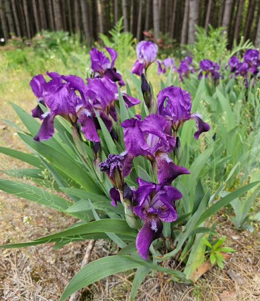 Deep Purple Bearded Iris - Iris pumila - Bareroot Starter Plant